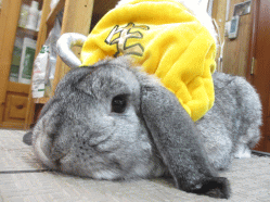 140909f.gif