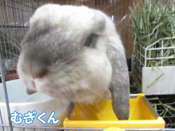 140909o.gif