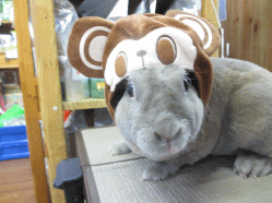 140911b.gif