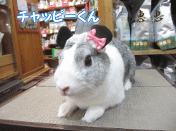 140911c.gif