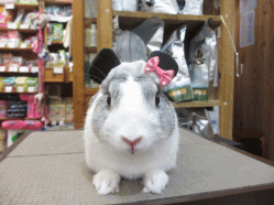 140911d.gif