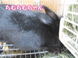 140911e.gif