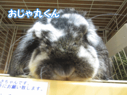 140911g.gif