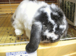 140911h.gif