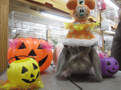 140914c2.gif