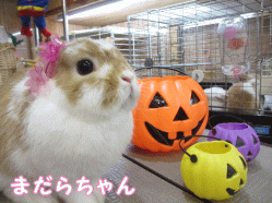 140914e1.gif