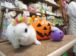 140914h2.gif