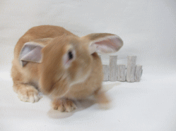140918e.gif