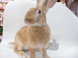 140918f.gif
