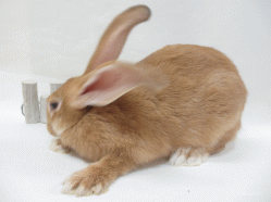 140918h.gif