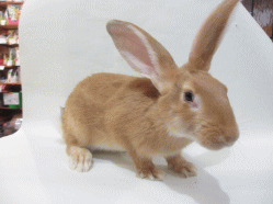 140918i.gif