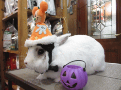 140921g2.gif