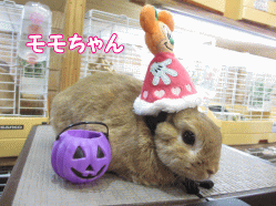 140922c.gif