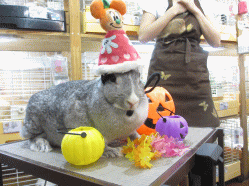 140923c2.gif