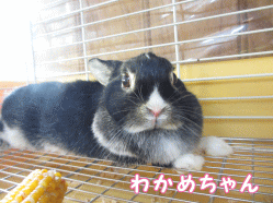 140923h1.gif