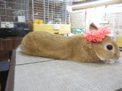 140925b.gif