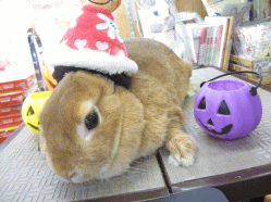 140928h.gif