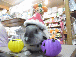 140929b.gif