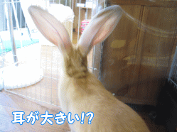 140930c.gif