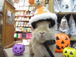 140930h.gif