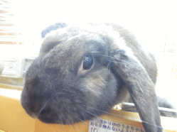 140930l.gif