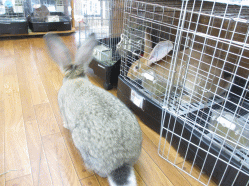 141002e.gif