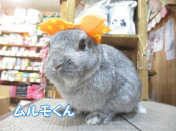 141004c.gif