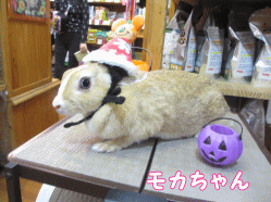 141005a1.gif