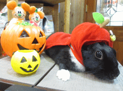 141005c2.gif