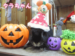 141005d1.gif