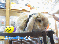 141006a.gif