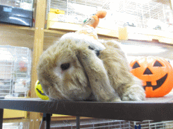 141006b.gif