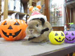 141008f.gif