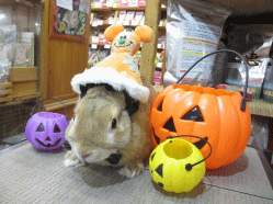141009b.gif