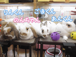 141009c.gif
