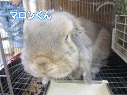141009e.gif