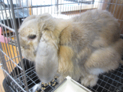 141009f.gif