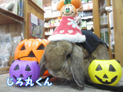 141011a1.gif