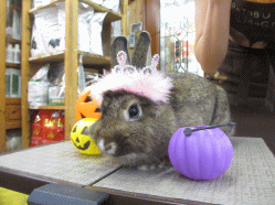 141011b2.gif