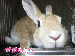 141011c1a.gif