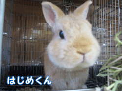 141011e1.gif