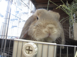 141011f2.gif