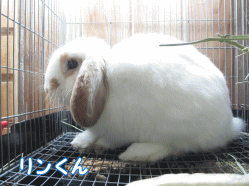 141011g1.gif
