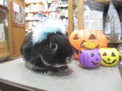 141012d.gif