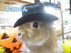 141012e.gif