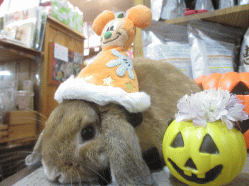 141012l.gif
