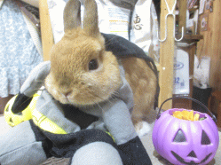 141013b.gif