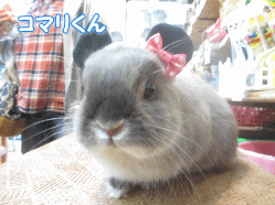 141013c.gif