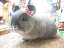 141013d.gif