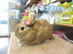 141013e.gif